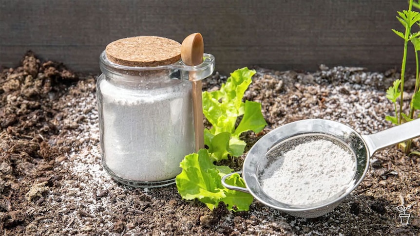 A jar filled with white powder and a sieve with white powder in a garden bed.
