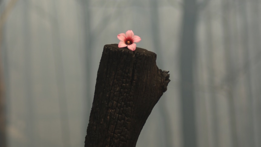 A single pink flower blooms on top of a blackened tree stump.