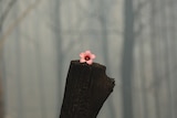 A single pink flower blooms on top of a blackened tree stump.