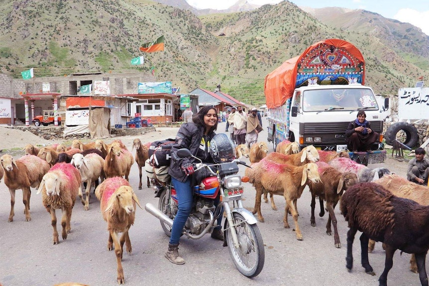 Zenith surrounded by goats on a street in Pakistan