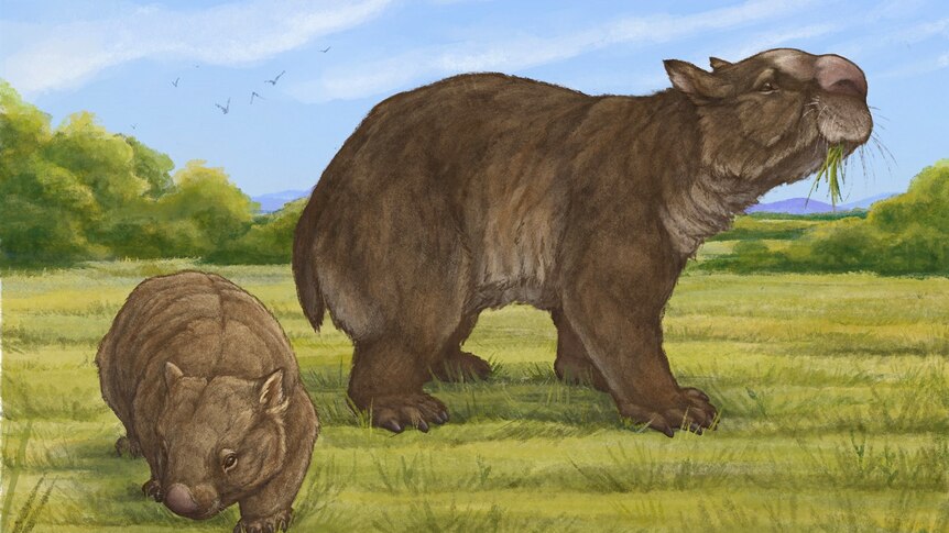 An illustration of a giant brown wombat next to a much smaller common modern wombat, grass and sky behind.