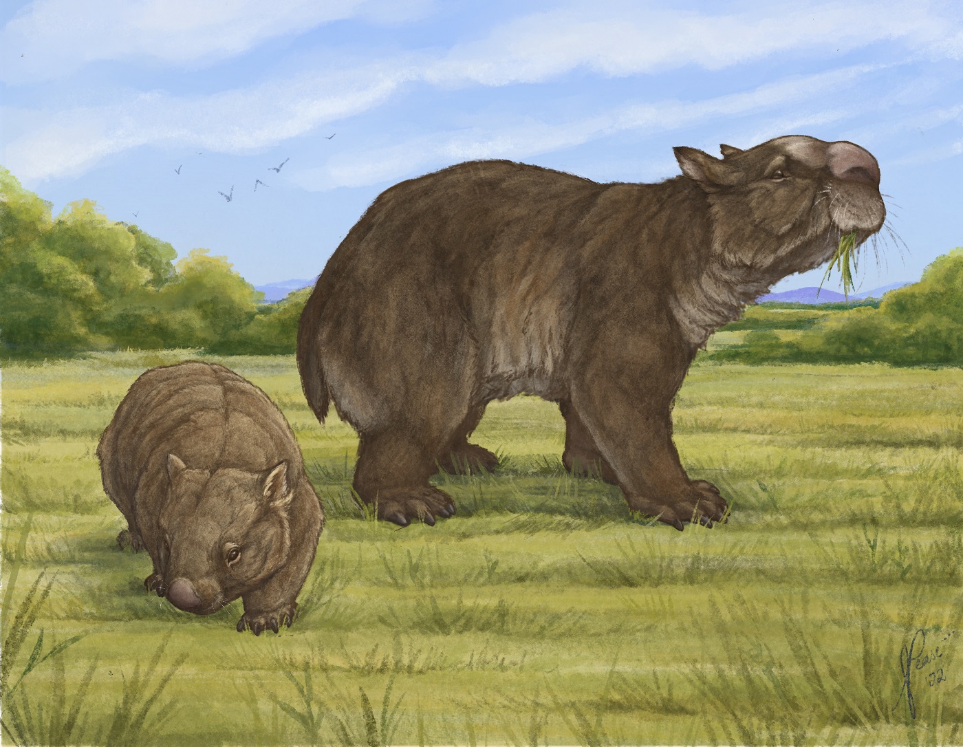 一只巨型棕色袋熊的插图，旁边是一只小得多的普通现代袋熊，背后是草地和天空。