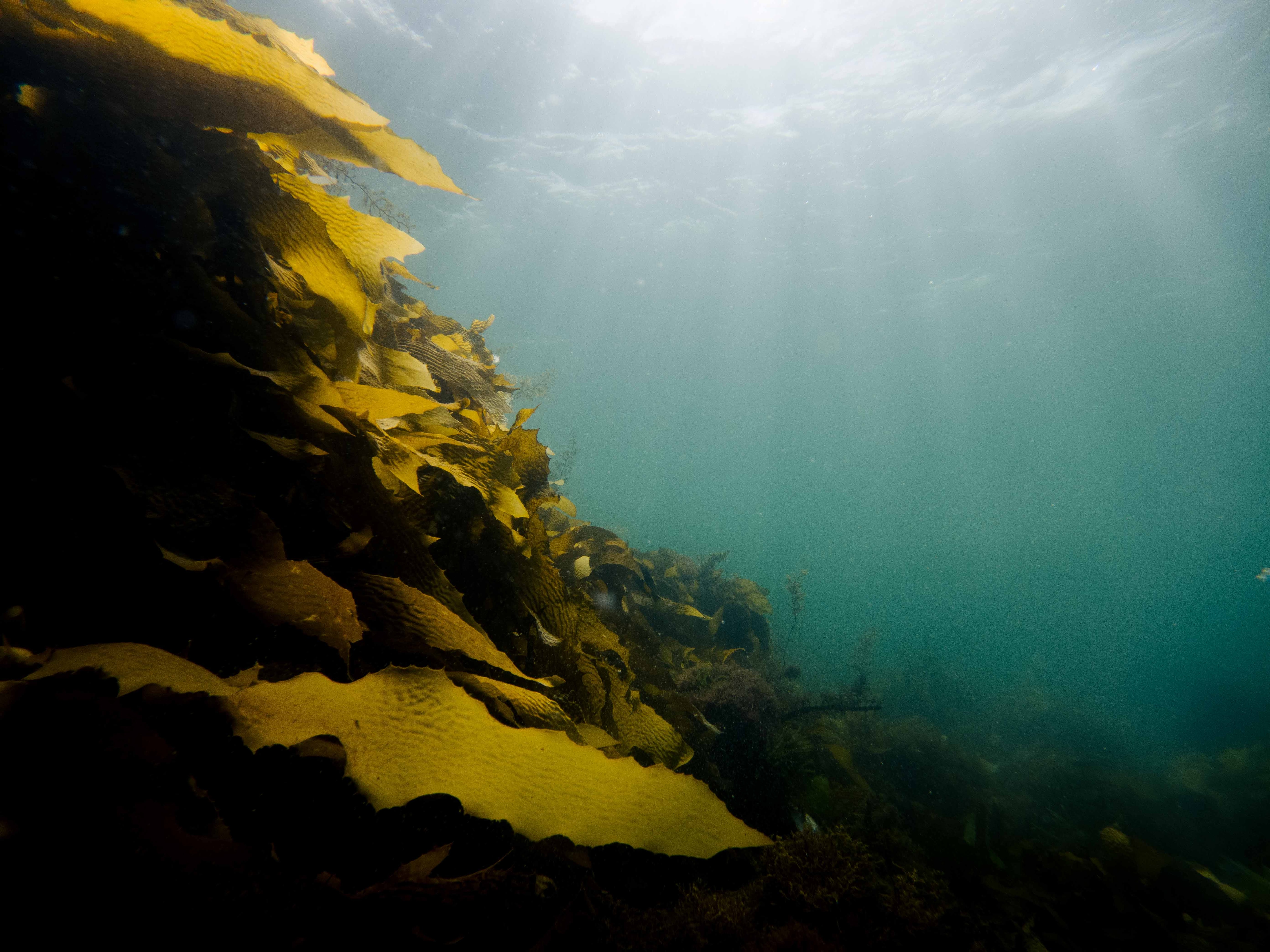 algas debaixo d’água