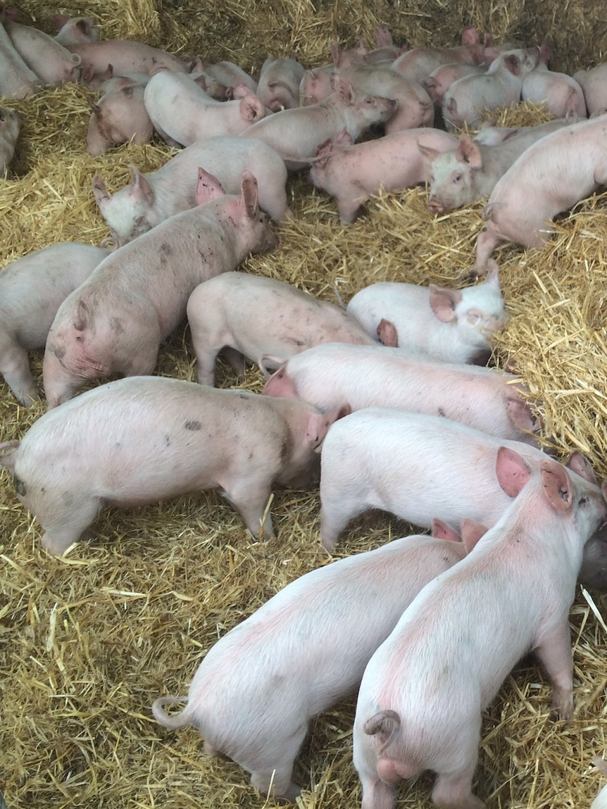 Piglets gather over a mound of straw.