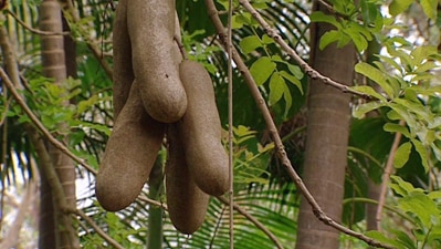 Long tamarind fruit hanging from a tree
