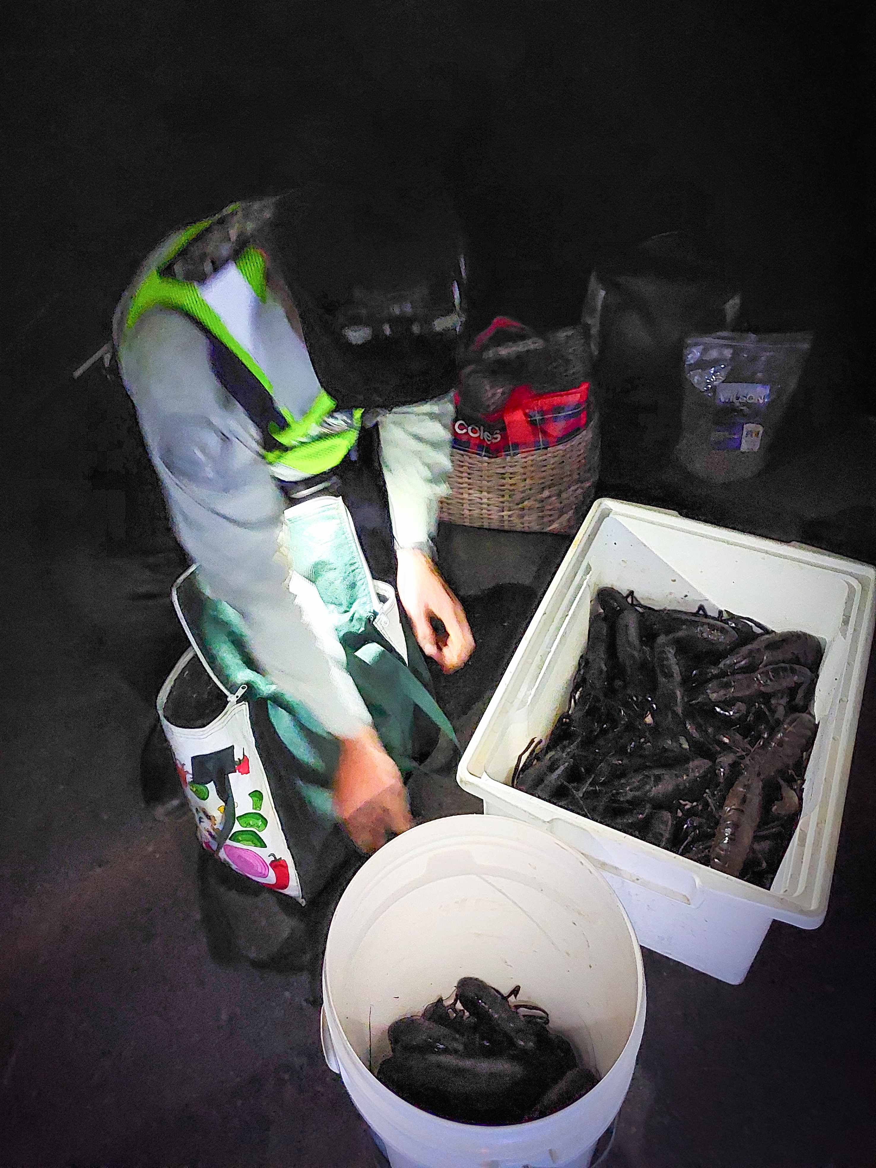 A fisheries officer counts marron in two plastic tubs.