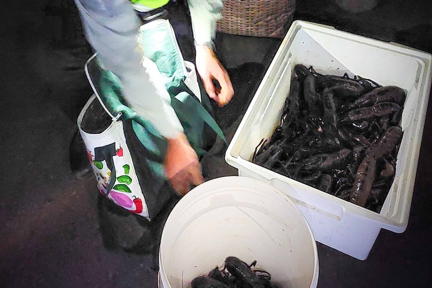 A fisheries officer counts marron in two plastic tubs.