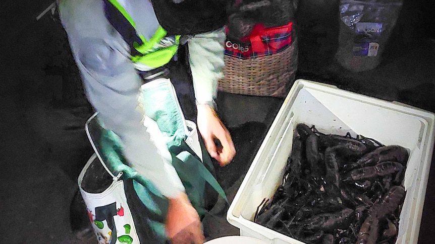 A fisheries officer counts marron in two plastic tubs.