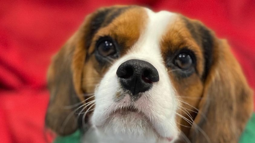 Beagle looking at camera