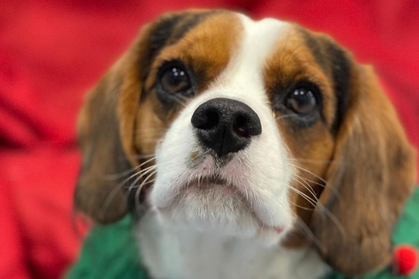 Beagle looking at camera