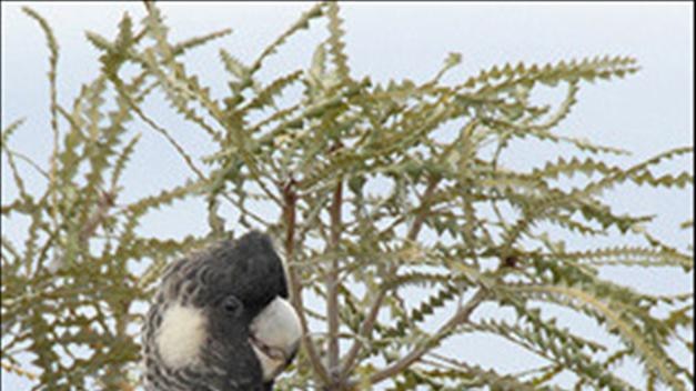 A carnaby cockatoo in Hopetoun before the heatwave.