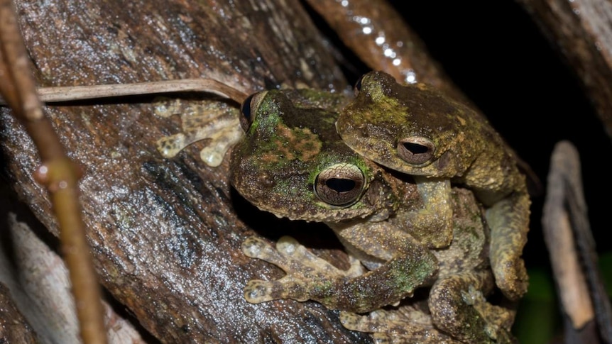 Endangered Litoria Myola frogs (or Kuranda Tree frogs) mating in the Kuranda rainforest - smaller male on large female