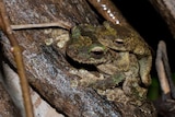 Endangered Litoria Myola frogs (or Kuranda Tree frogs) mating in the Kuranda rainforest - smaller male on large female