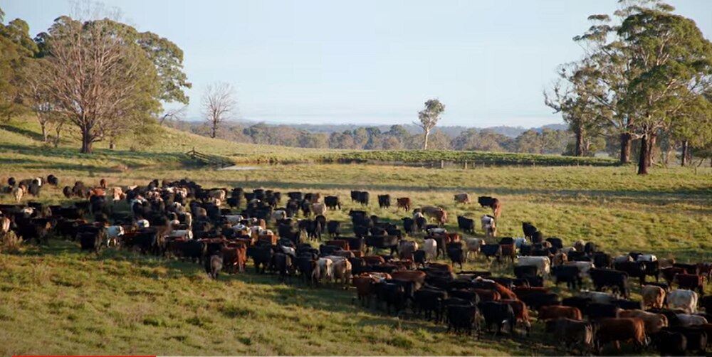 A mob of cattle in a paddock.