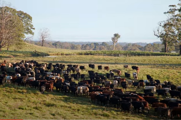 Une foule de bétail dans un enclos.