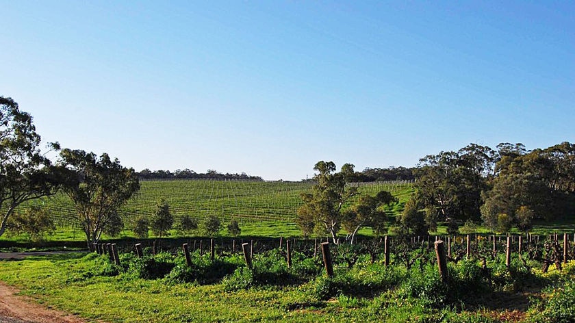 Vineyards of the Barossa