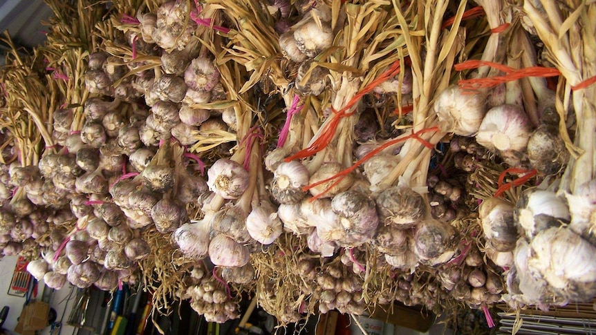 Garlic hanging from the ceiling.
