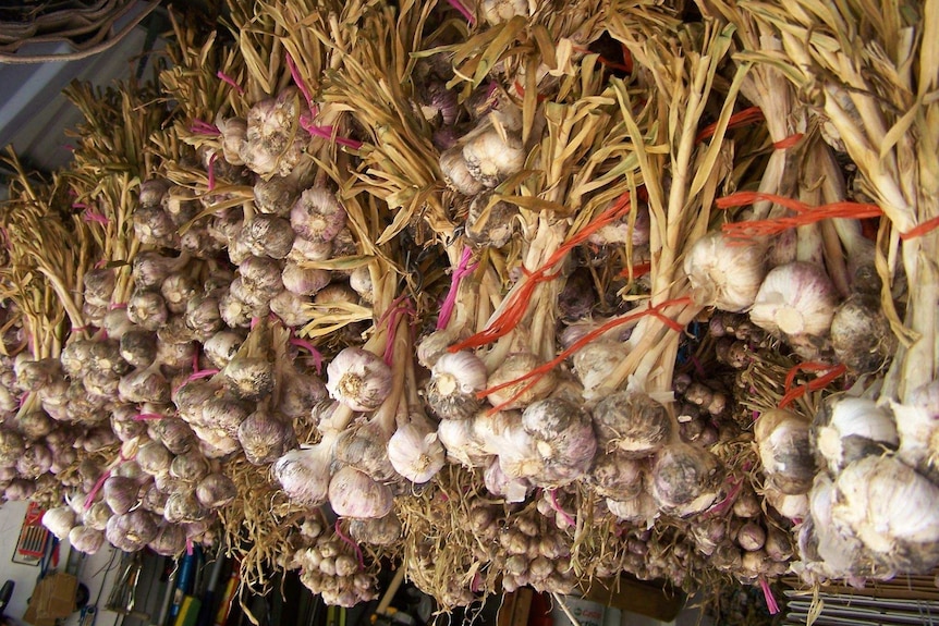 Garlic hanging from the ceiling.