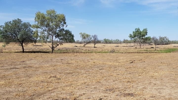 Weeks later, grasshoppers had decimated pastures on the entire station.