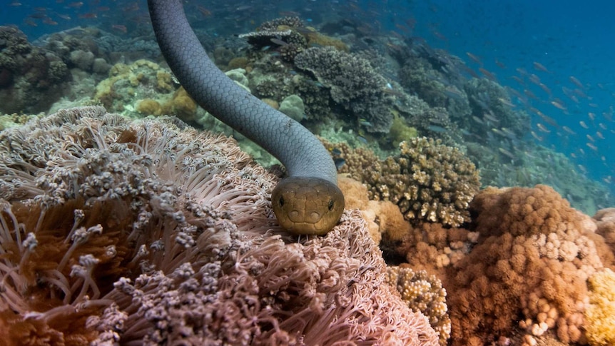 Close up of a olive sea snake over the reef