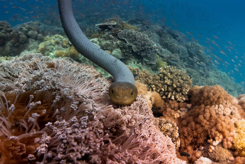 olive sea snake close up jon mills