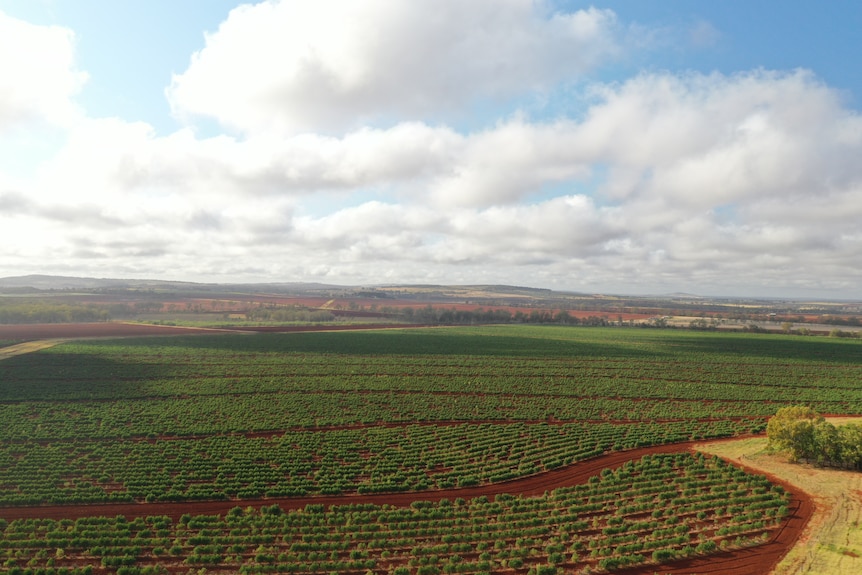 Aerial crop