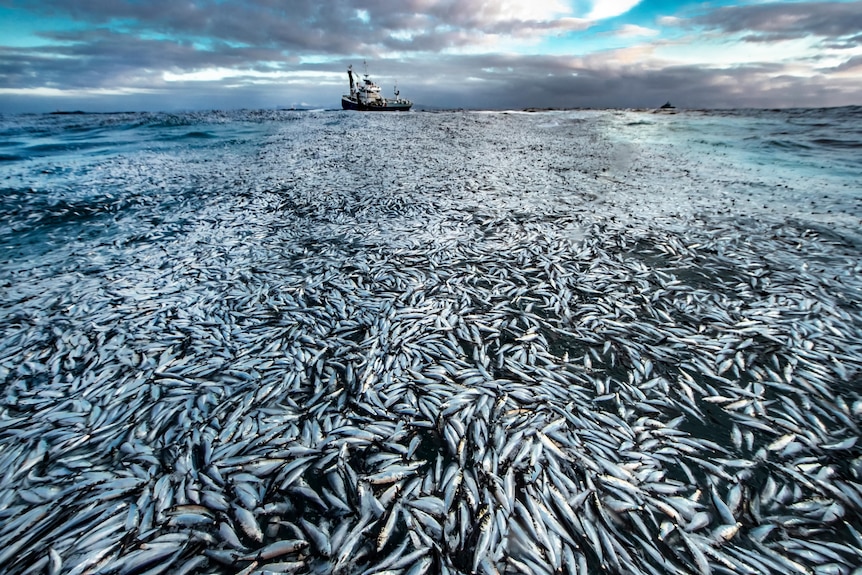 Net loss by Audun Rikardsen, Norway