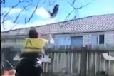 A still from a video of a man throwing a cat over a fence.