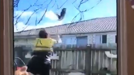 A still from a video of a man throwing a cat over a fence.