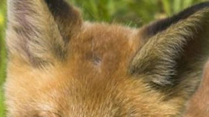 Close up of fox face