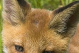 Close up of fox face