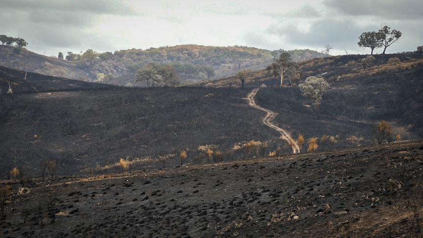 Burnt landscape with a road cut out 