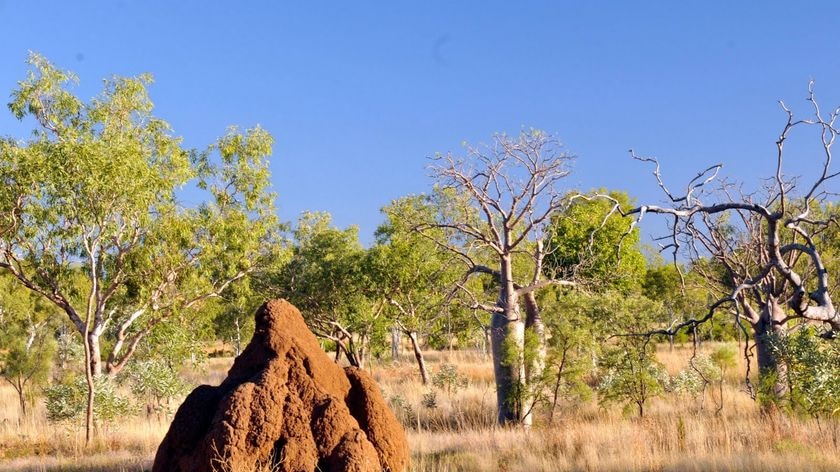 A giant ant's nest in Australia's northern savanna.