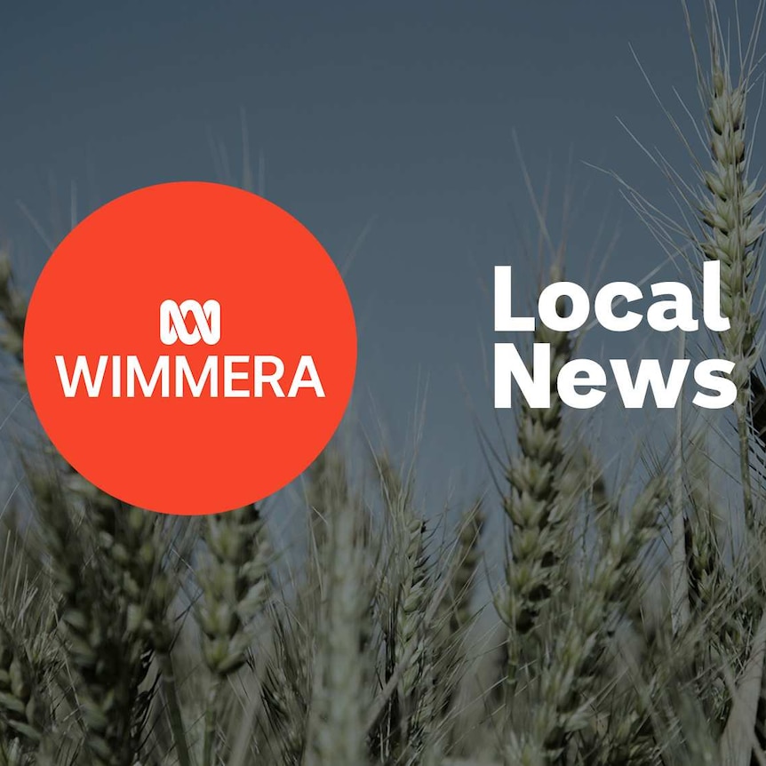 A field of wheat, close up; ABC Wimmera logo and Local News superimposed over the top.