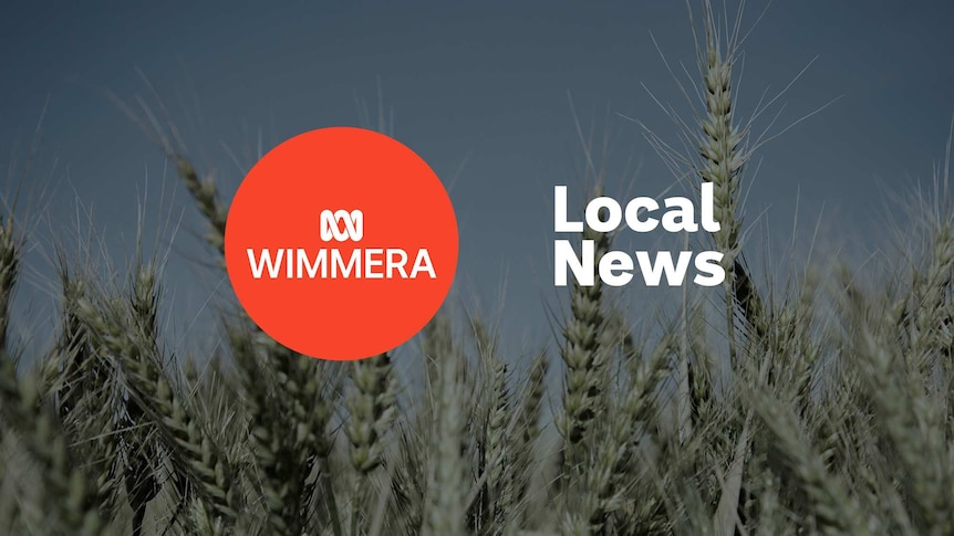 A field of wheat, close up; ABC Wimmera logo and Local News superimposed over the top.