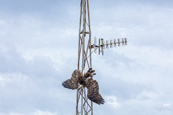 A bird with outstretched wings suspended upside down from TV antenna aerial tower, cloudy sky
