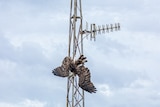 A bird with outstretched wings suspended upside down from TV antenna aerial tower, cloudy sky