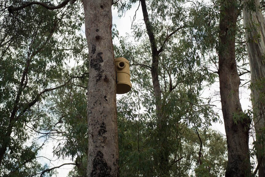 A yellow nesting box drilled into the side of a tall tree in bushland.