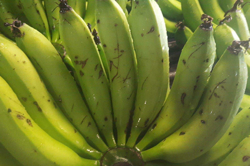 A bunch of bananas with black scratch marks.