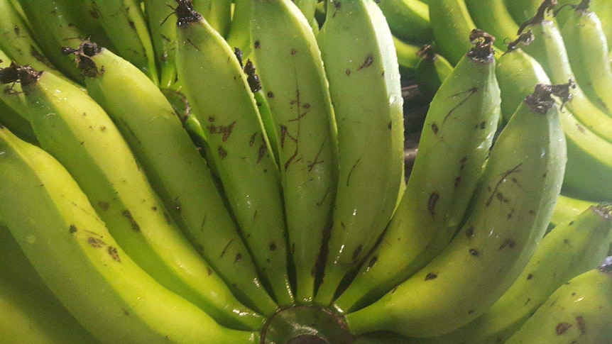 A bunch of bananas with black scratch marks.