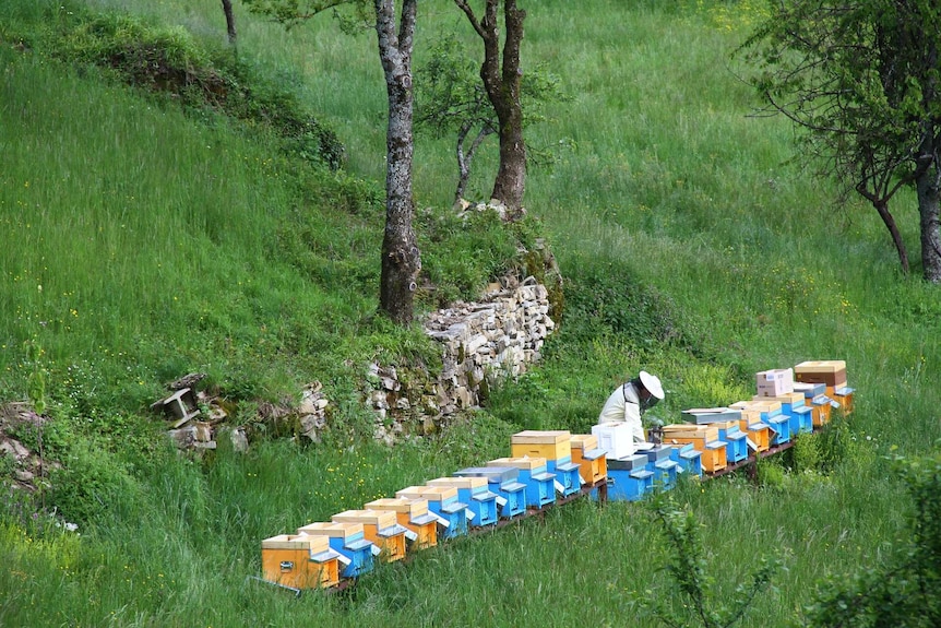 Beehives and a beekeeper.