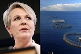 Tanya Plibersek and fish farming pens in Macquarie Harbour, Tasmania.