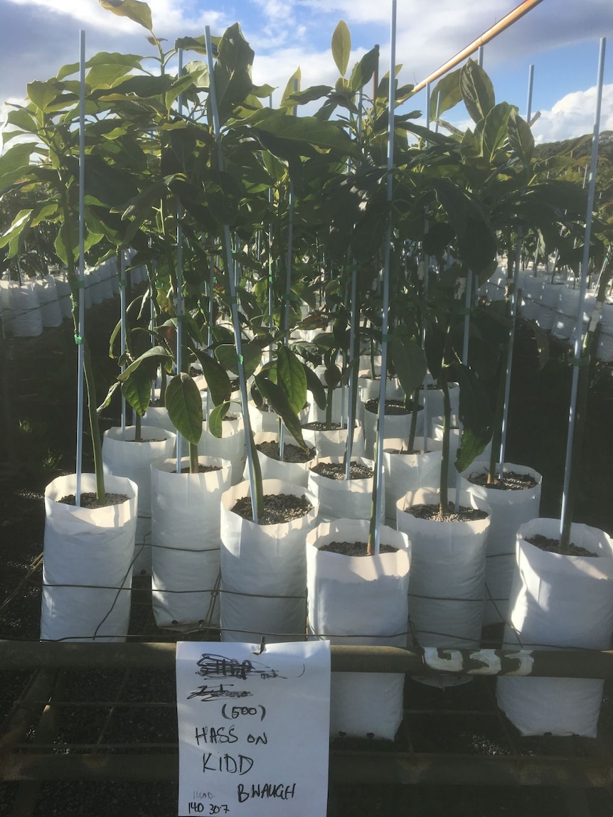 Seedlings at a nursery.