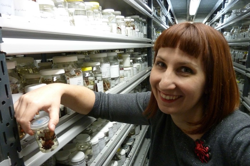 Amber Beavis examines a spider preserved in alcohol