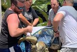 A turtle is lifted into a utility vehicle by a team of volunteers using a special harness
