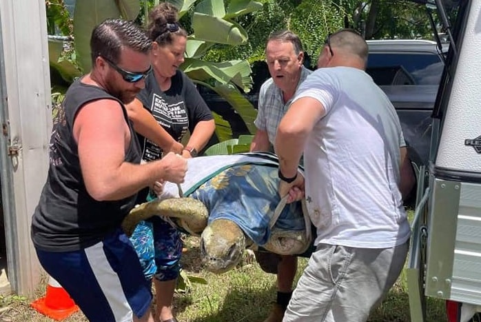 A turtle is lifted into a utility vehicle by a team of volunteers using a special harness