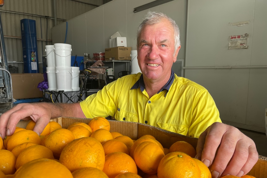 A man smiles above a large box of oranges. 