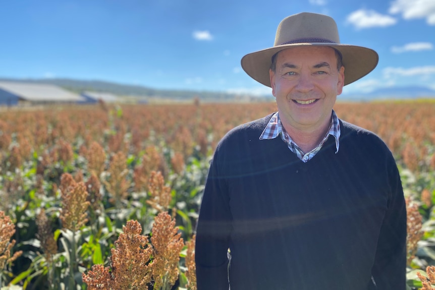 A mid shot from the chest up of a man standing in a field of sorghum