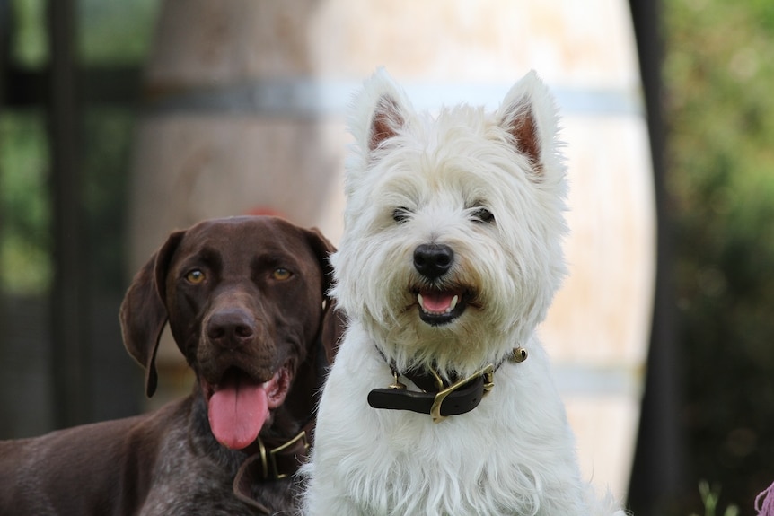 A large brown dog and a small white dog sit next to each other.
