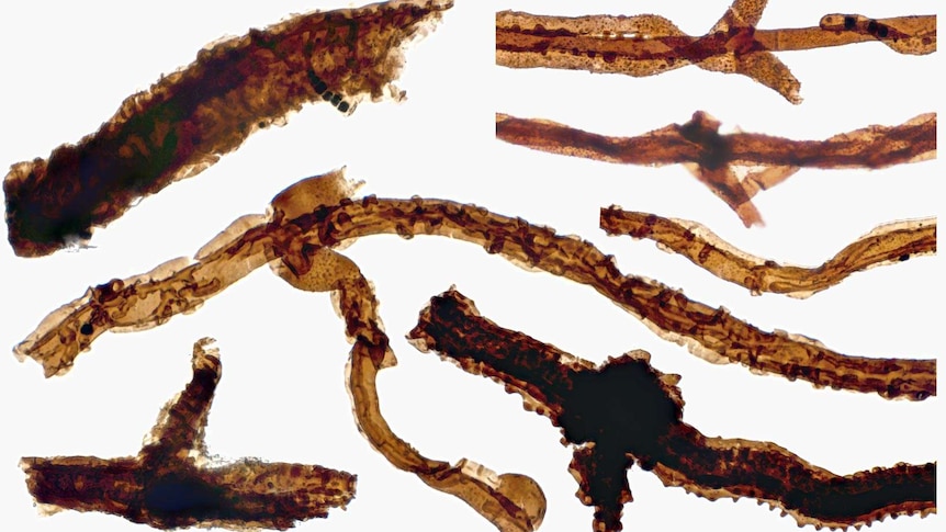 Filaments of 440-million-year-old Tortotubus fungus